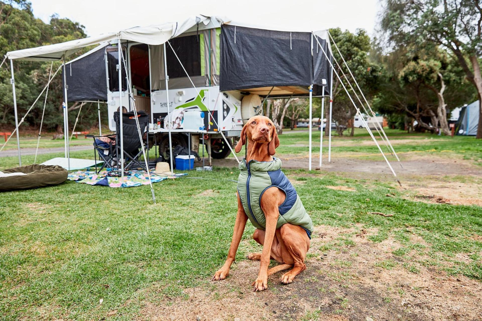 Kennett River Family Caravan Park Wye River Eksteriør bilde